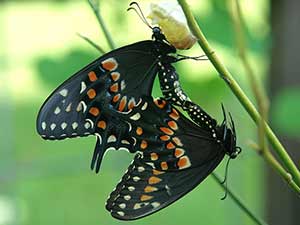 Role of Light in Butterfly Mating