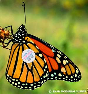 Monarch Butterfly Tagging