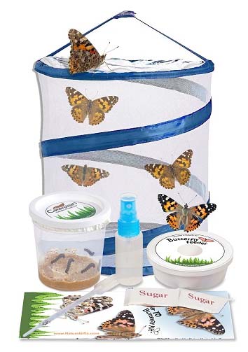 Live Butterfly Kit from Nature Gift Store, 5 caterpillars