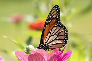 monarch migration lesson plan