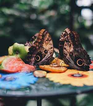 Butterfly Farming and Ranching