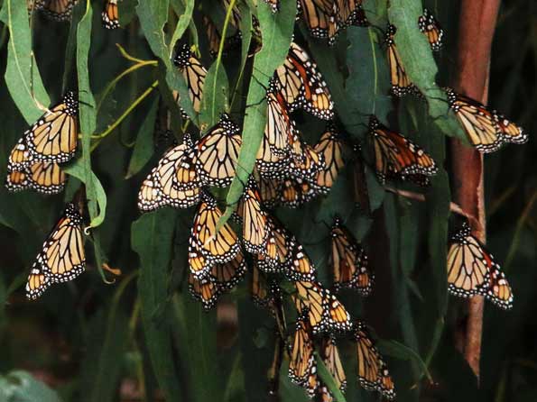 Butterfly Eco Tours