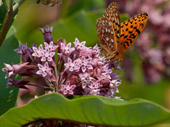 Planting & Care for Milkweed Plants