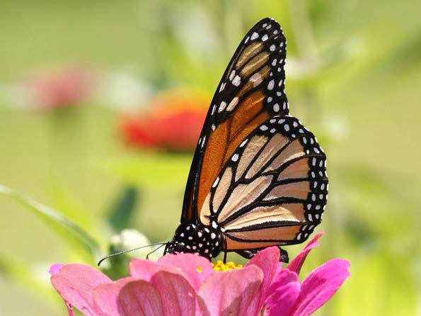 Monarch Butterflies - Pollinators